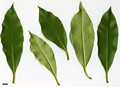 SpeciesSub: var. adaphniphylloides